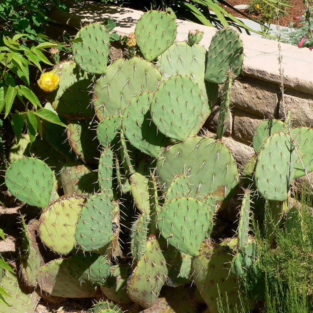 Opuntia engelmannii