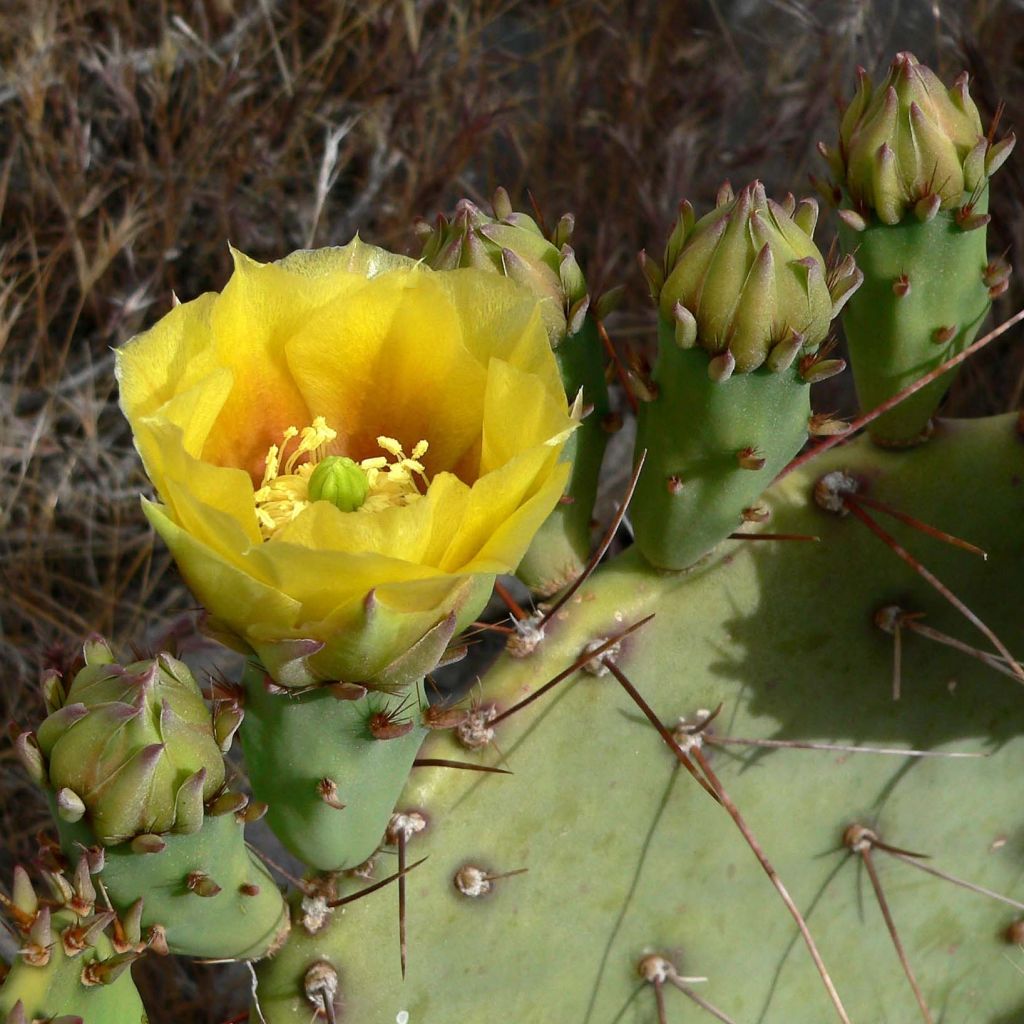 Opuntia engelmannii