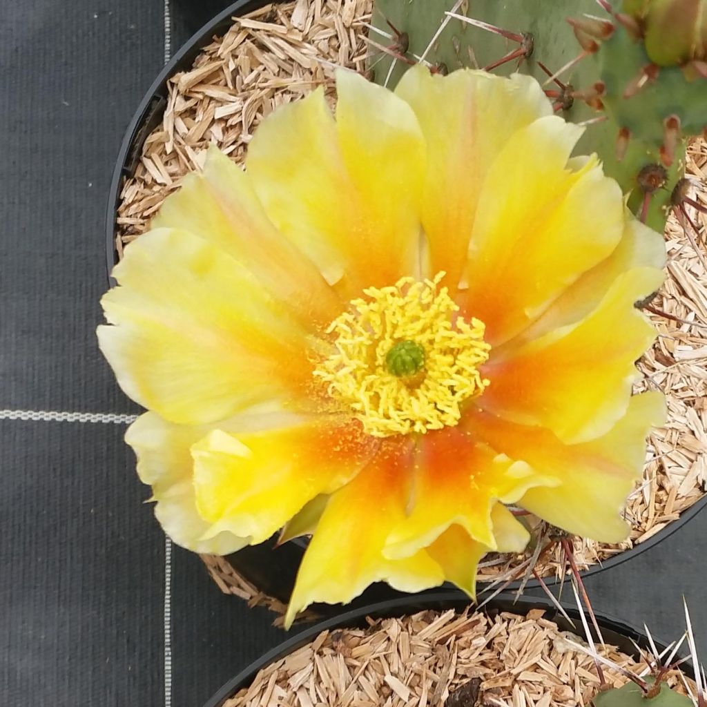 Opuntia engelmannii var. rastrera