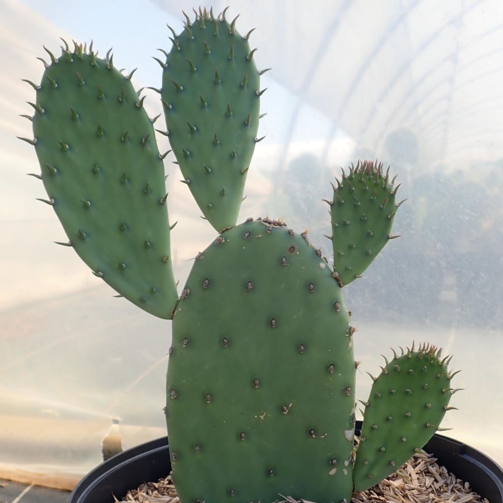 Opuntia laevis