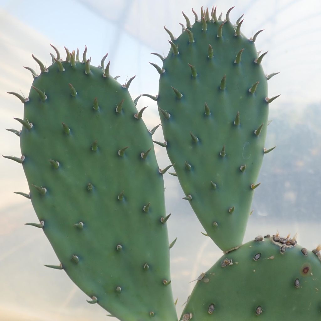 Opuntia laevis