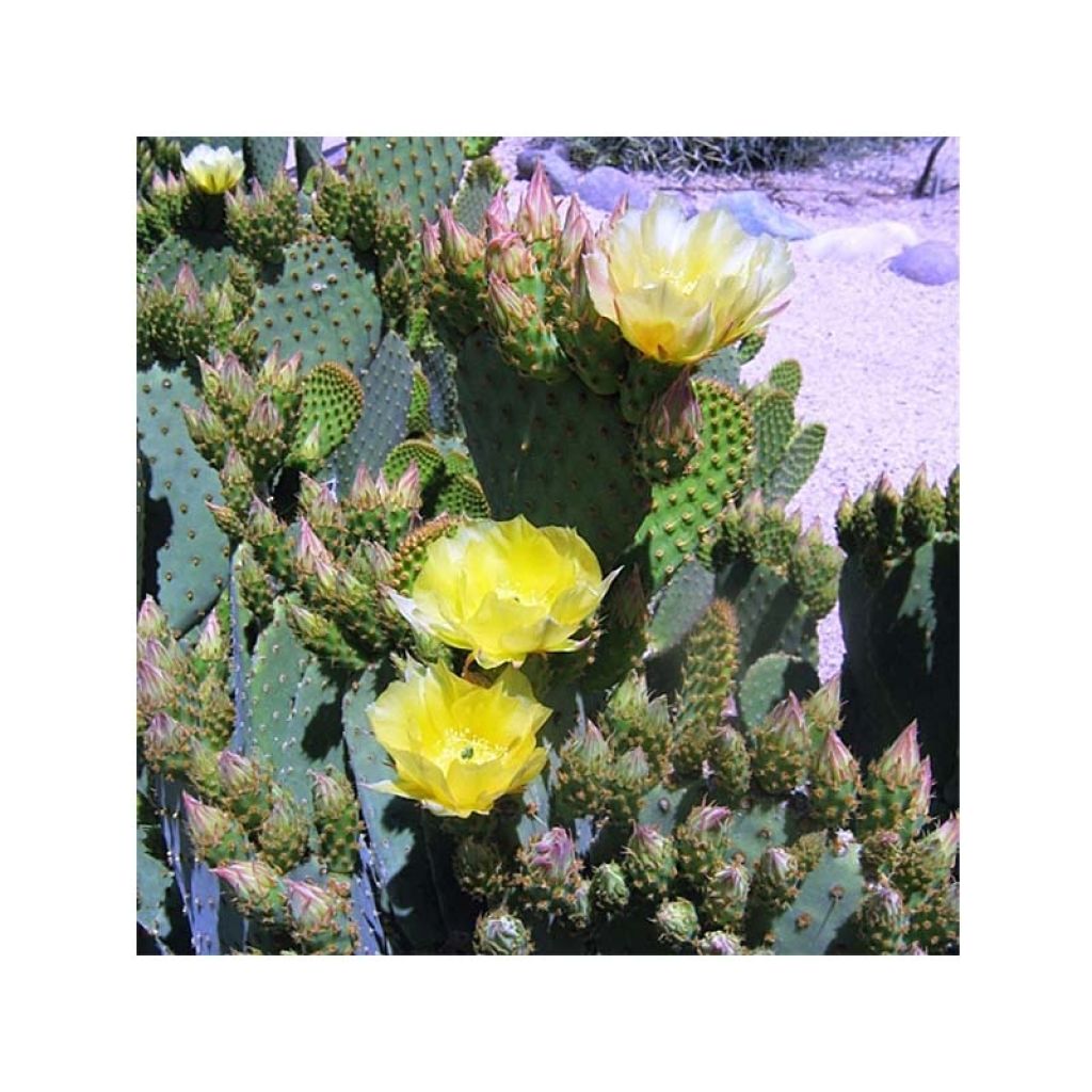 Opuntia lubrica