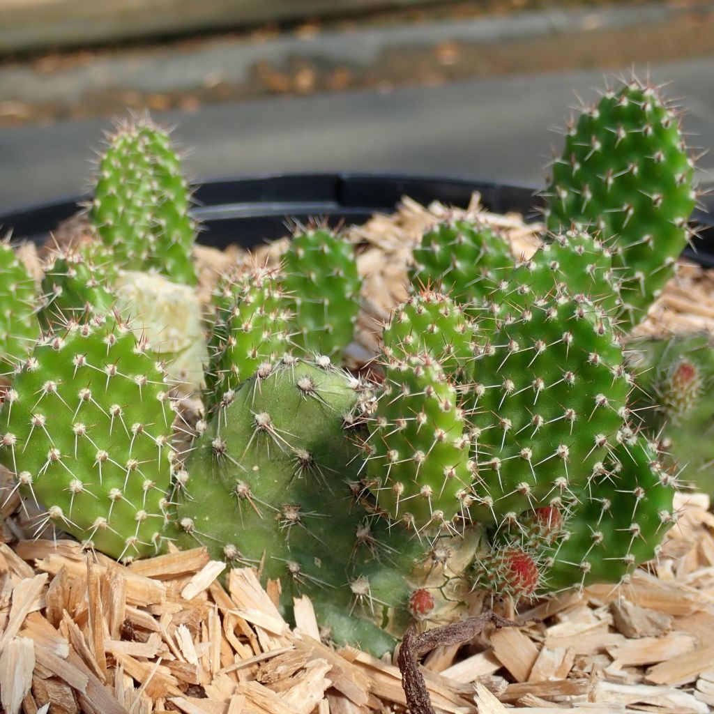 Opuntia ou Airampoa Orurensis