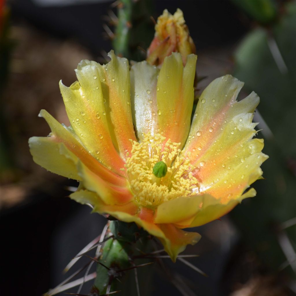 Opuntia phaeacantha Mojavensis