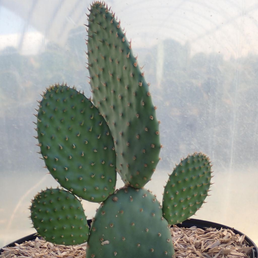 Opuntia rufida