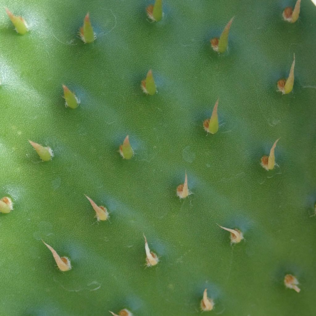 Opuntia rufida