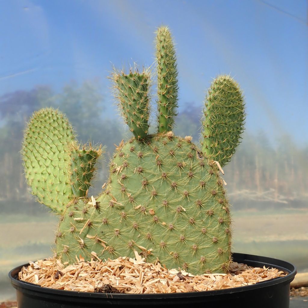 Opuntia scheeri