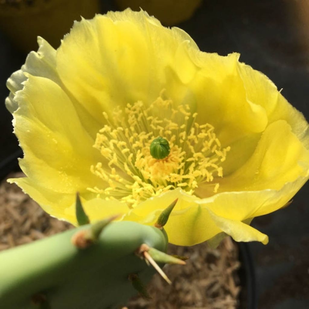 Opuntia semispinosa