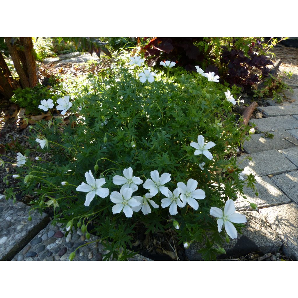 Geranium sanguineum Album - Geranio sanguigno