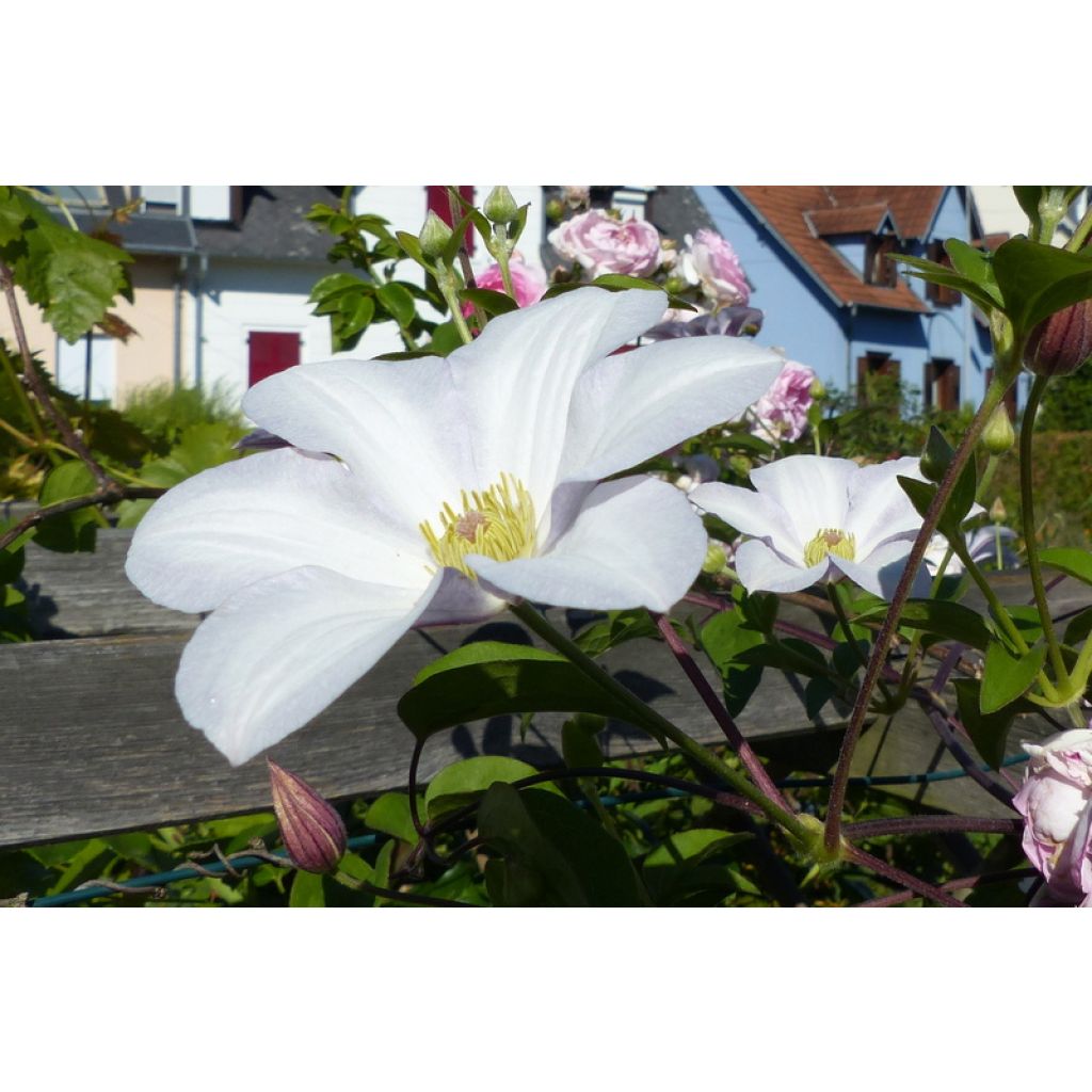 Clematis Huldine - Clematide