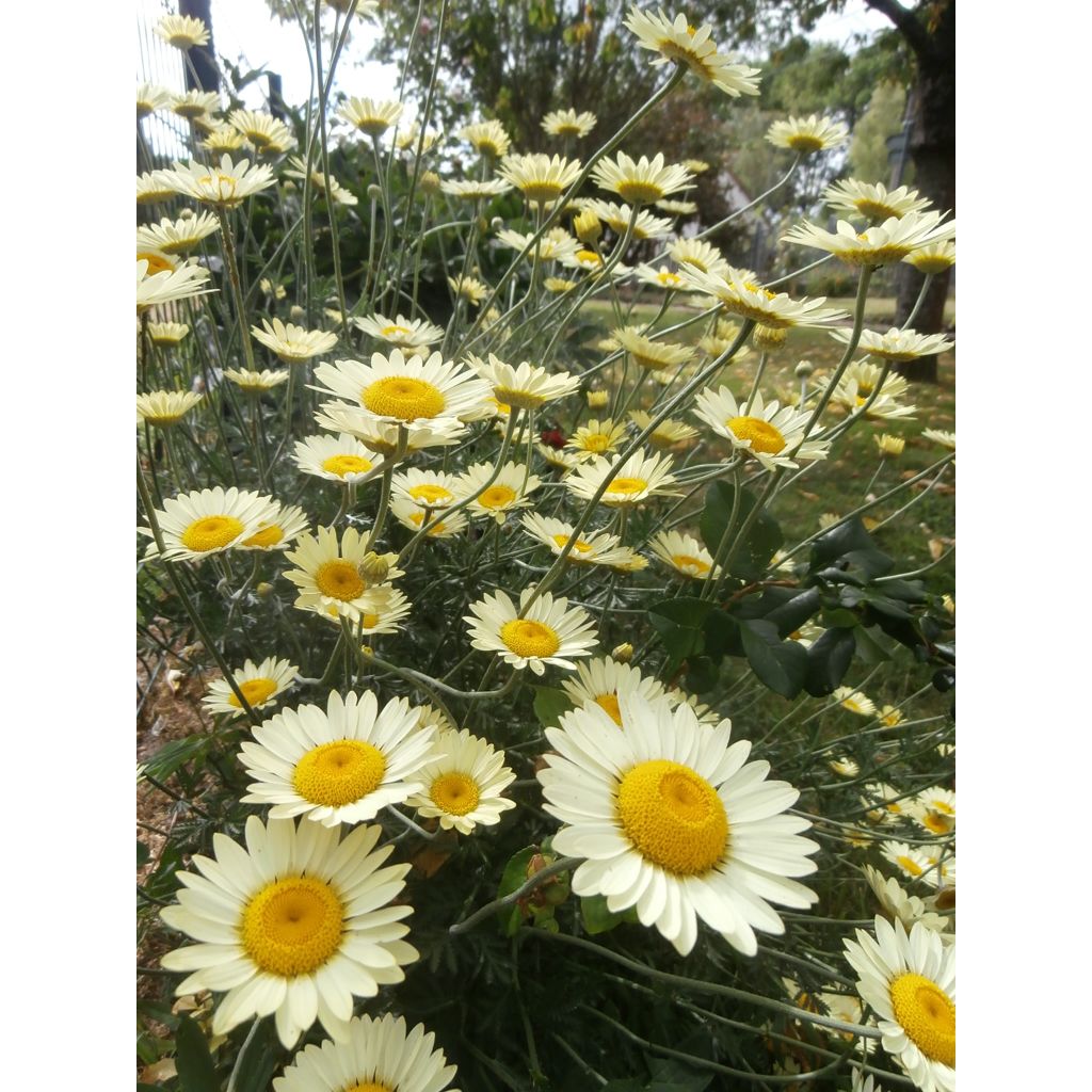 Anthemis tinctoria Wargrave Variety - Camomilla dei tintori