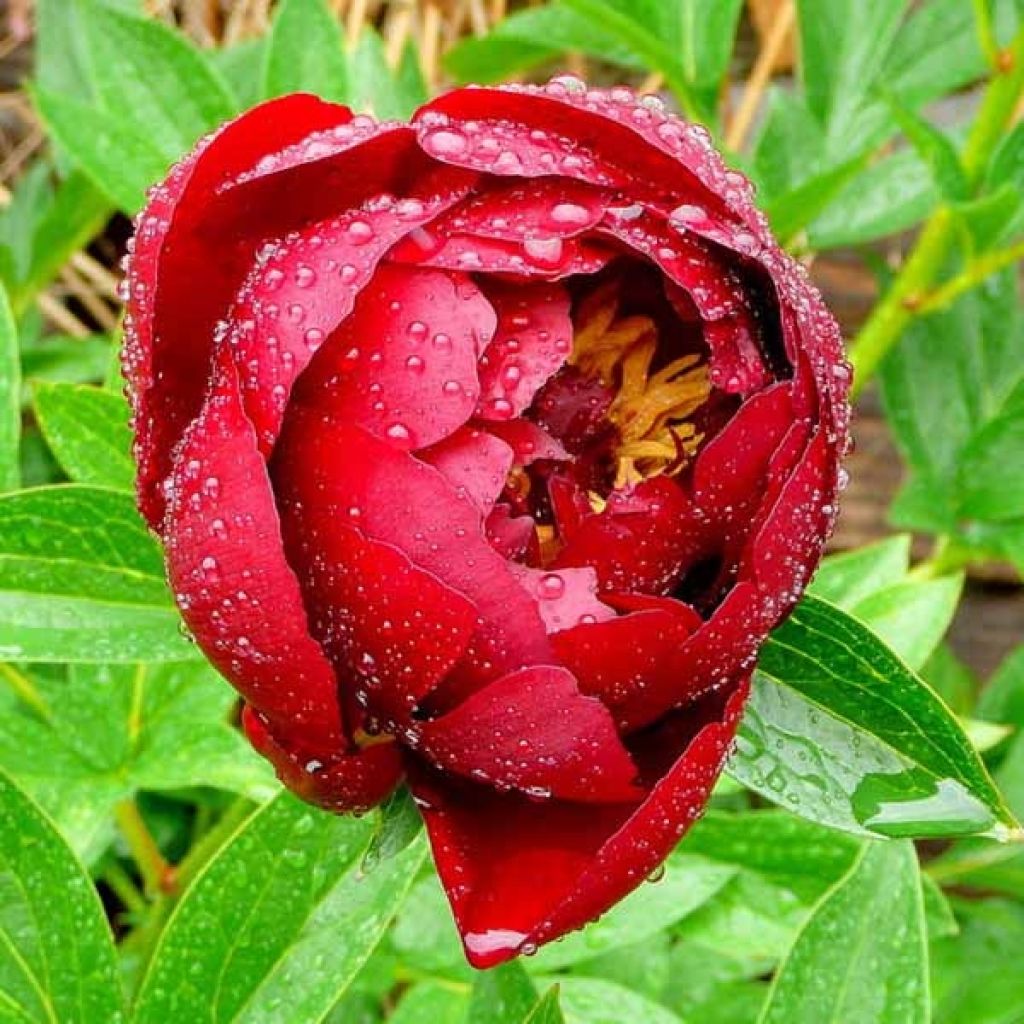 Peonia erbacea Buckeye Belle