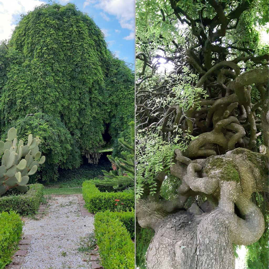 Sophora japonica Pendula