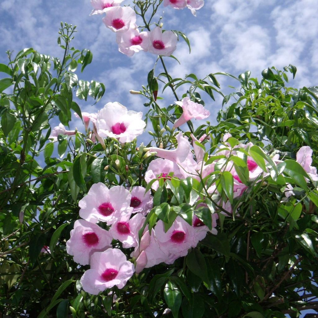 Pandorea jasminoïdes Rosea