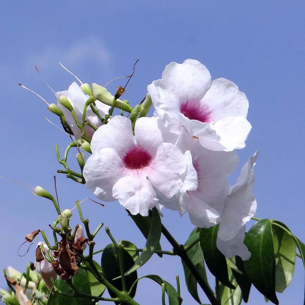 Pandorea jasminoïdes Alba