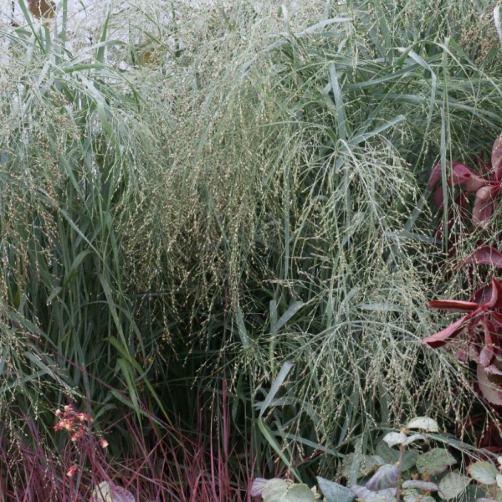 Panic érigé - Panicum virgatum Prairie Sky