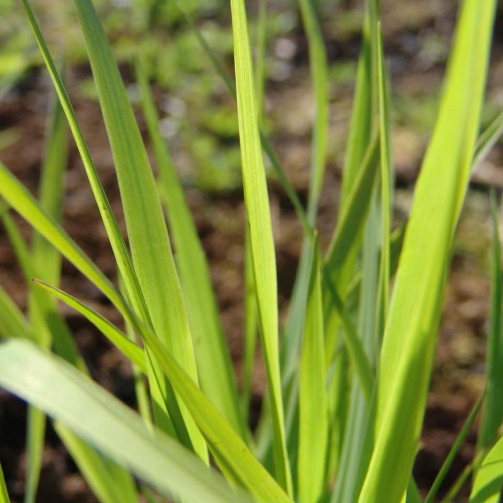 Panicum virgatum Rehbraun