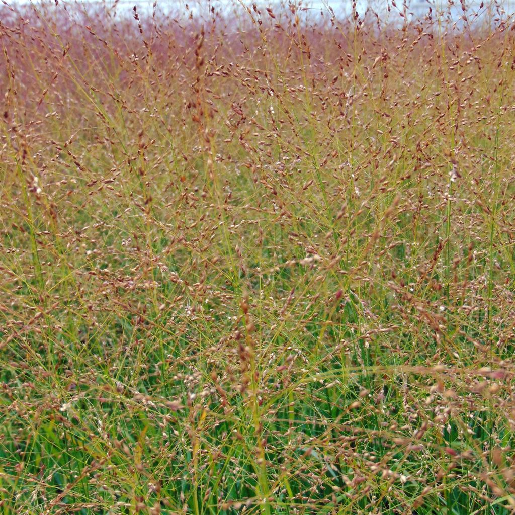 Panicum virgatum Rotstrahlbusch