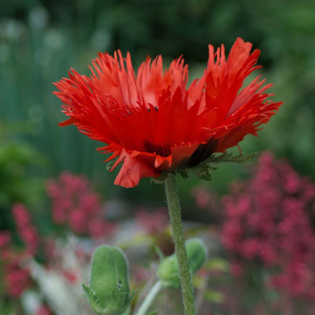 Papaver orientale Curlilocks