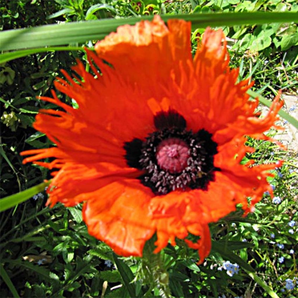 Papaver orientale Curlilocks