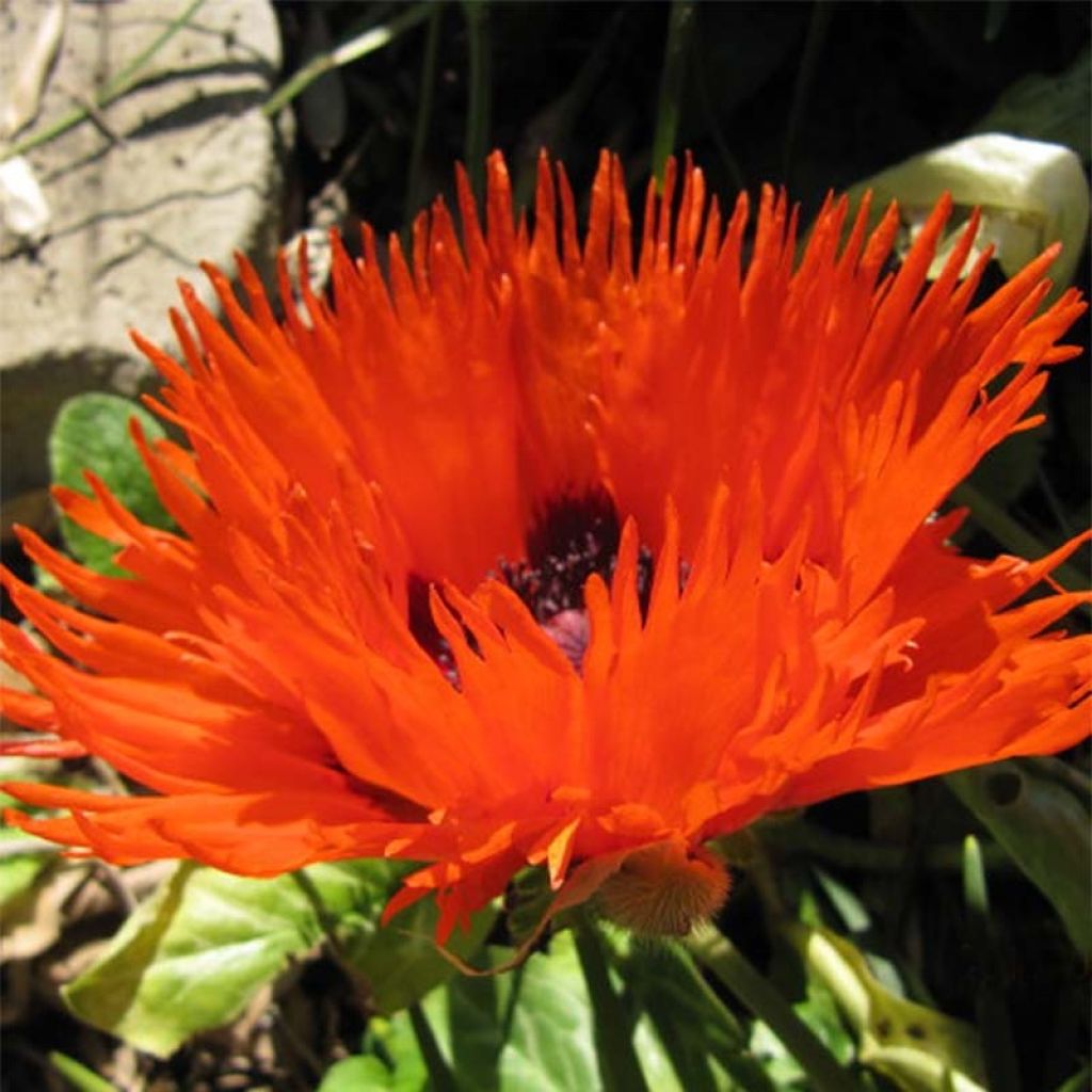 Papaver orientale Curlilocks