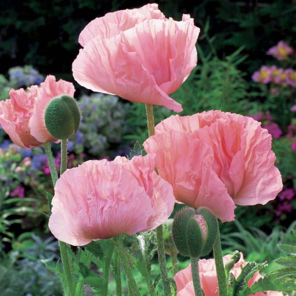 Papaver orientale Helen Elisabeth