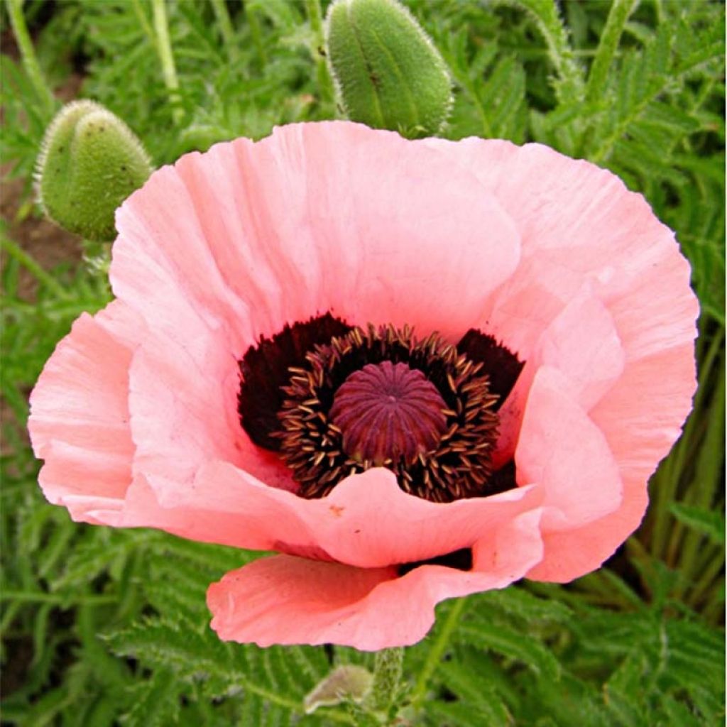 Papaver orientale Helen Elisabeth