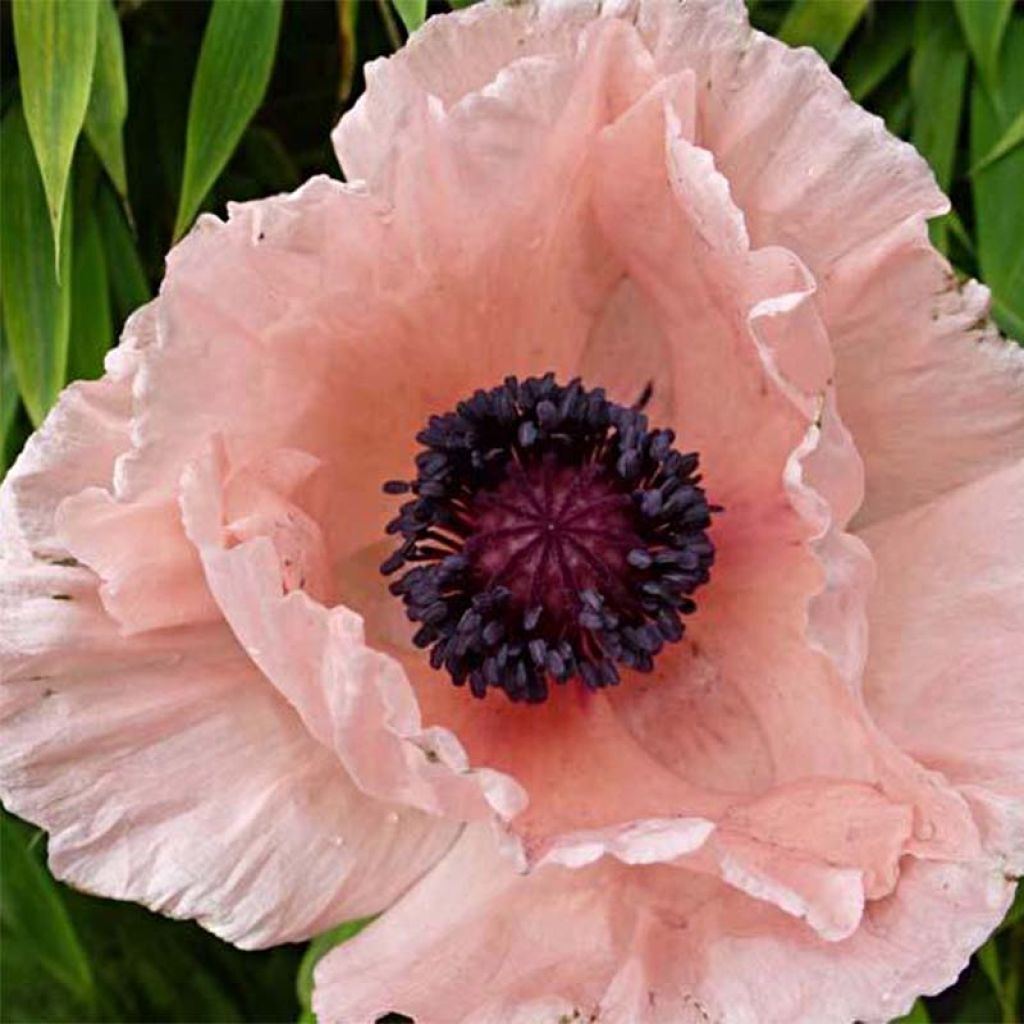 Papaver orientale Helen Elisabeth