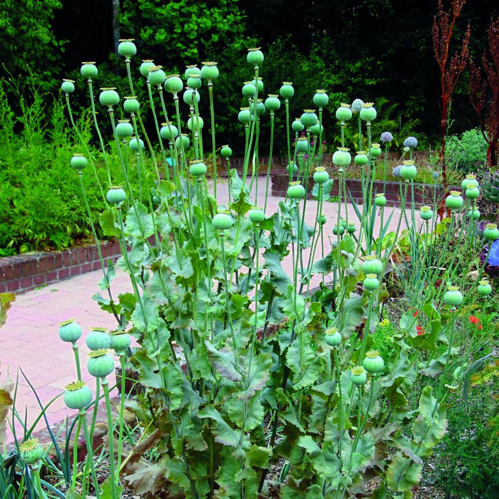 Papaver somniferum nigrum - Papavero domestico