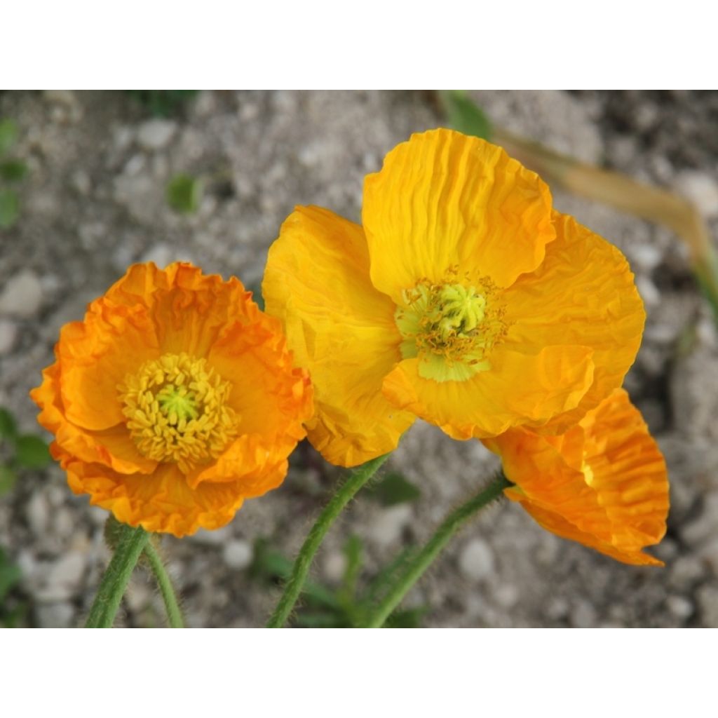 Papaver nudicaule Gartenzwerg