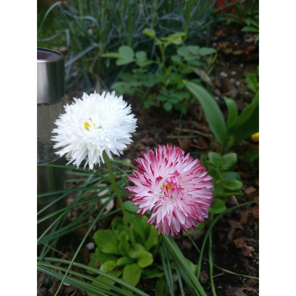 Bellis perennis Habanera - Pratolina comune