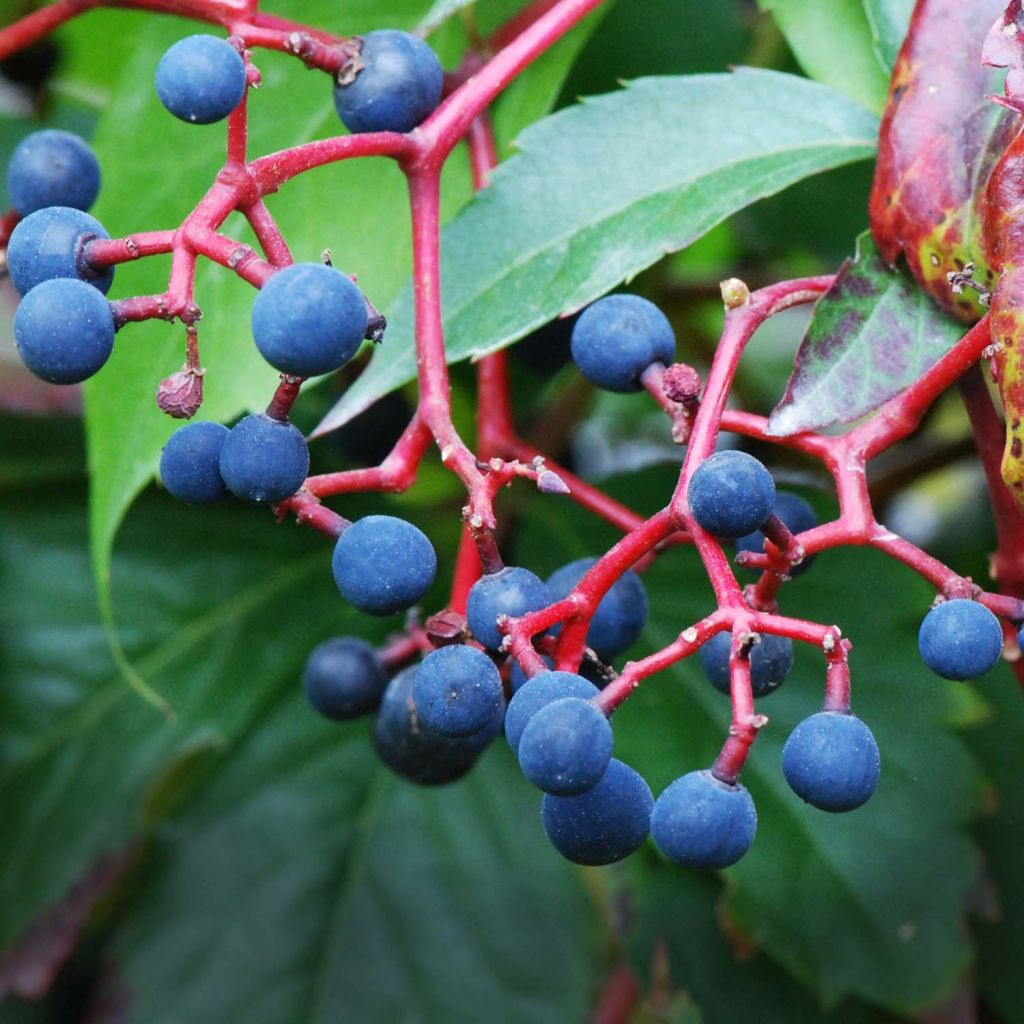 Parthenocissus quinquefolia - Vite americana