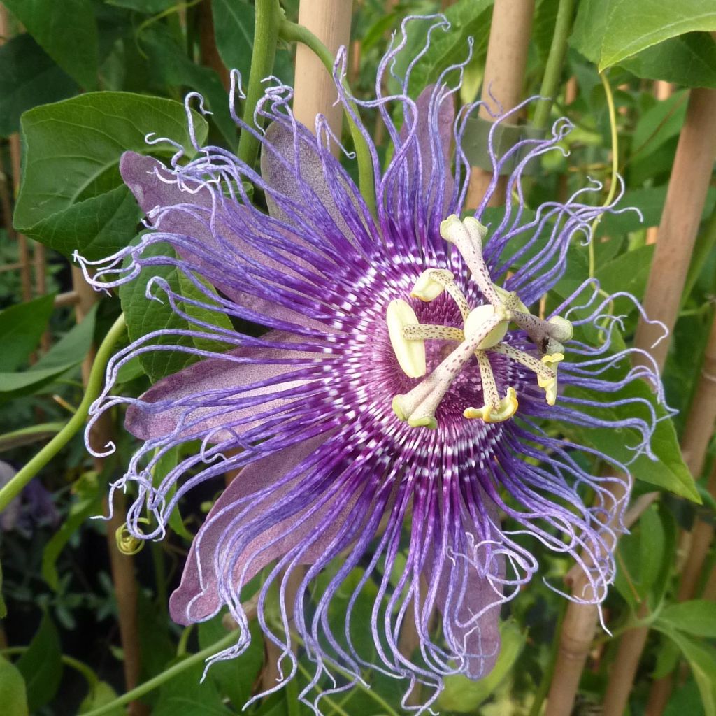 Passiflora Incense