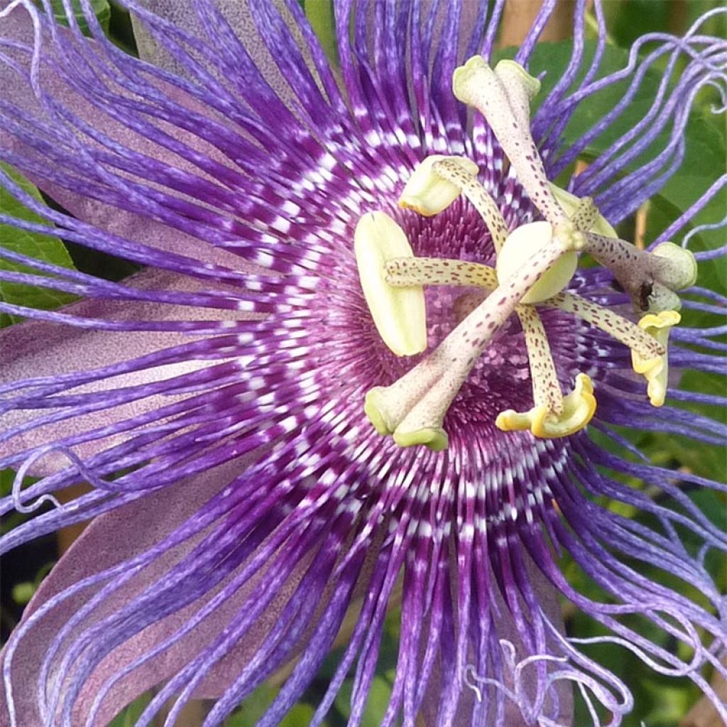 Passiflora Incense