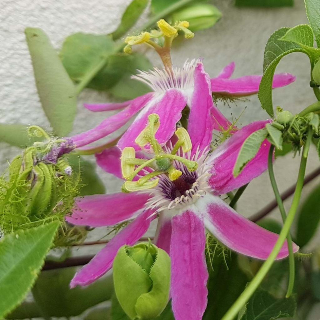 Passiflora Aurora