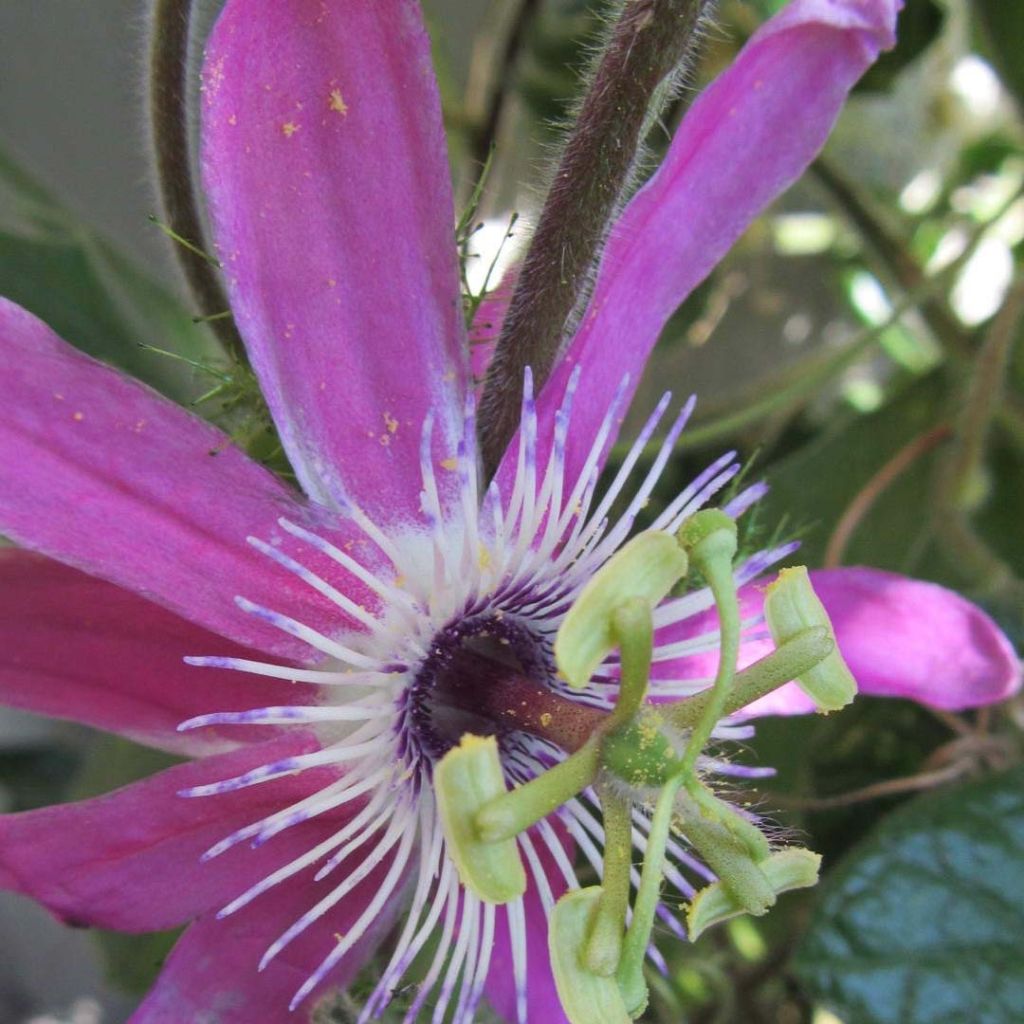 Passiflora Aurora