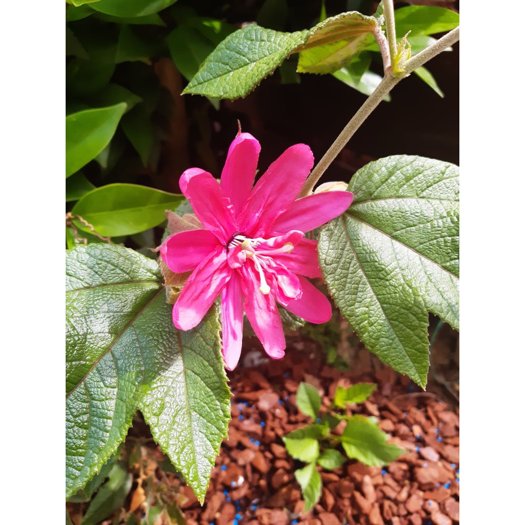 Passiflora insignis Pink Passion