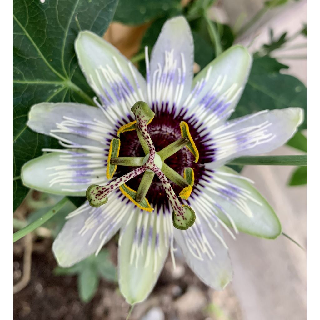 Passiflora Panda