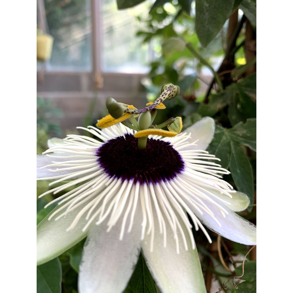 Passiflora Panda