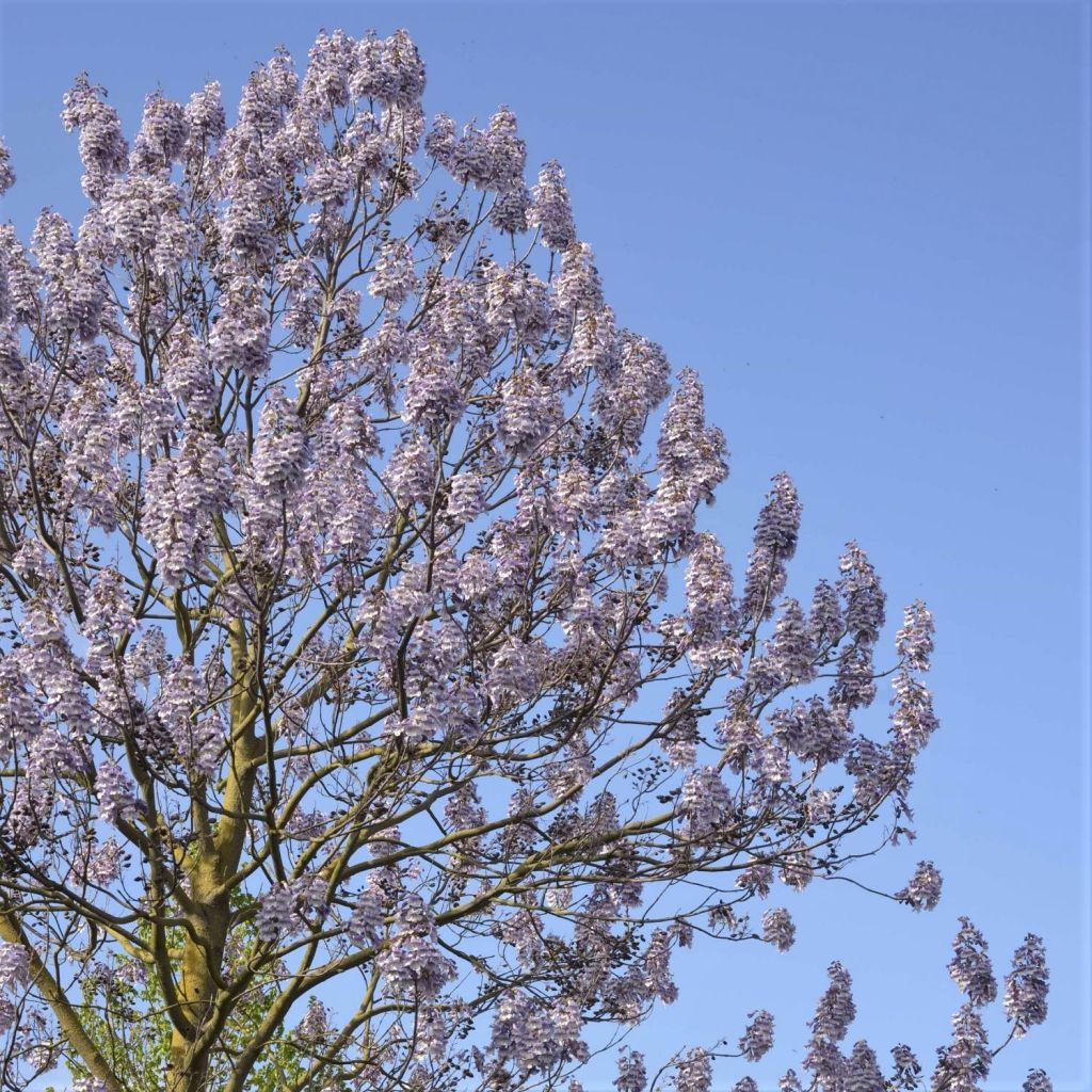 Paulownia fortunei Fast Blue Minfast