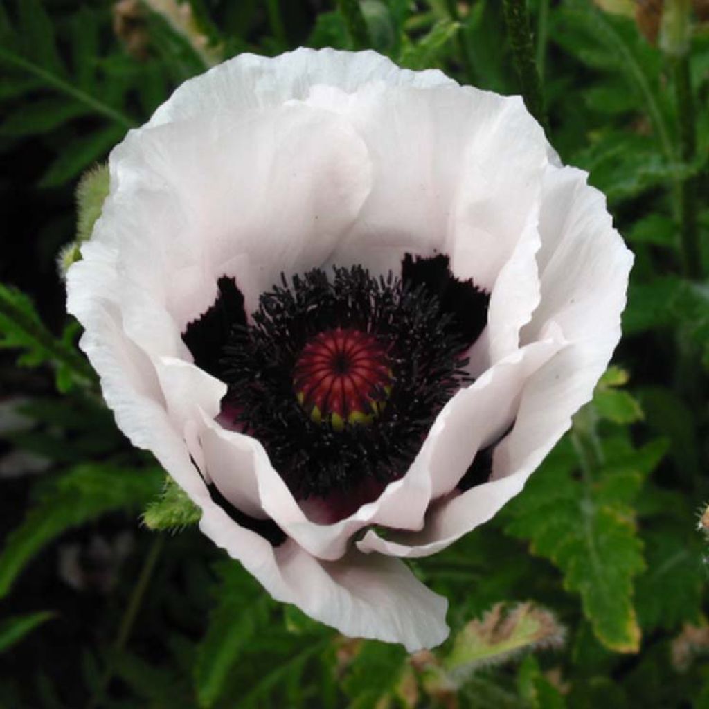 Papaver orientale Perry's White