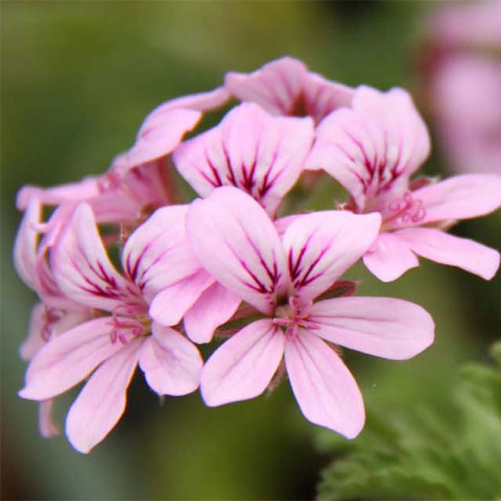 Pelargonium graveolens Grey Lady Plymouth - Pelargonio odoroso