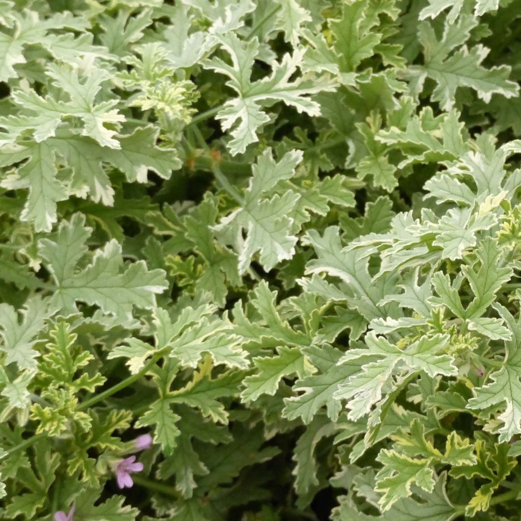 Pelargonium graveolens Grey Lady Plymouth - Pelargonio odoroso