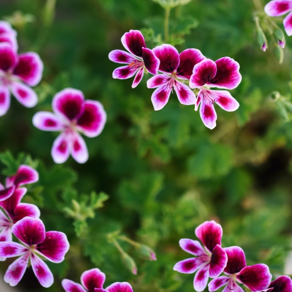 Pelargonium Mosquitaway Eva - Geranio odoroso