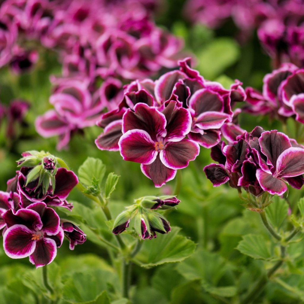 Pelargonium Mosquitaway Megan - Geranio odoroso