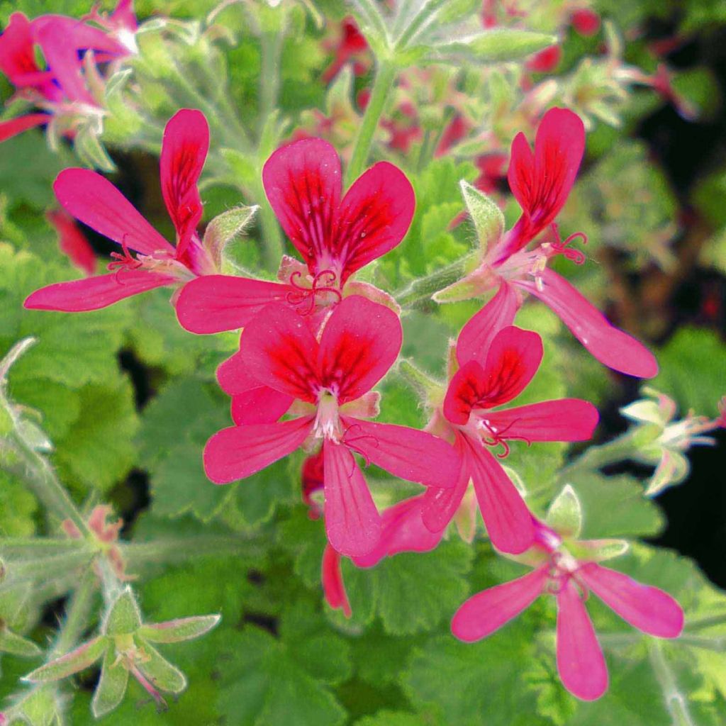 Pelargonium Concolor Lace - Geranio odoroso