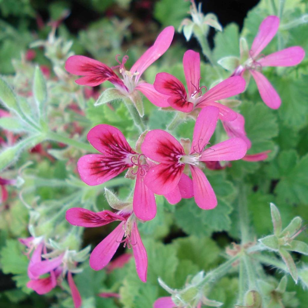 Pelargonium Concolor Lace - Geranio odoroso