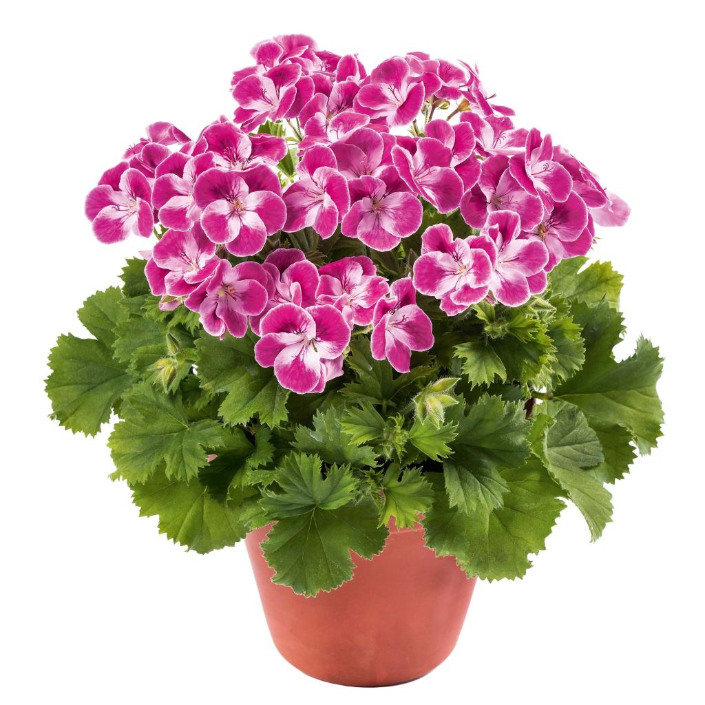 Pelargonium Pinkerbell