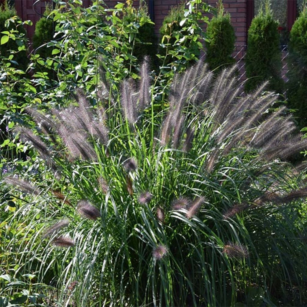 Pennisetum alopecuroïdes Black Beauty