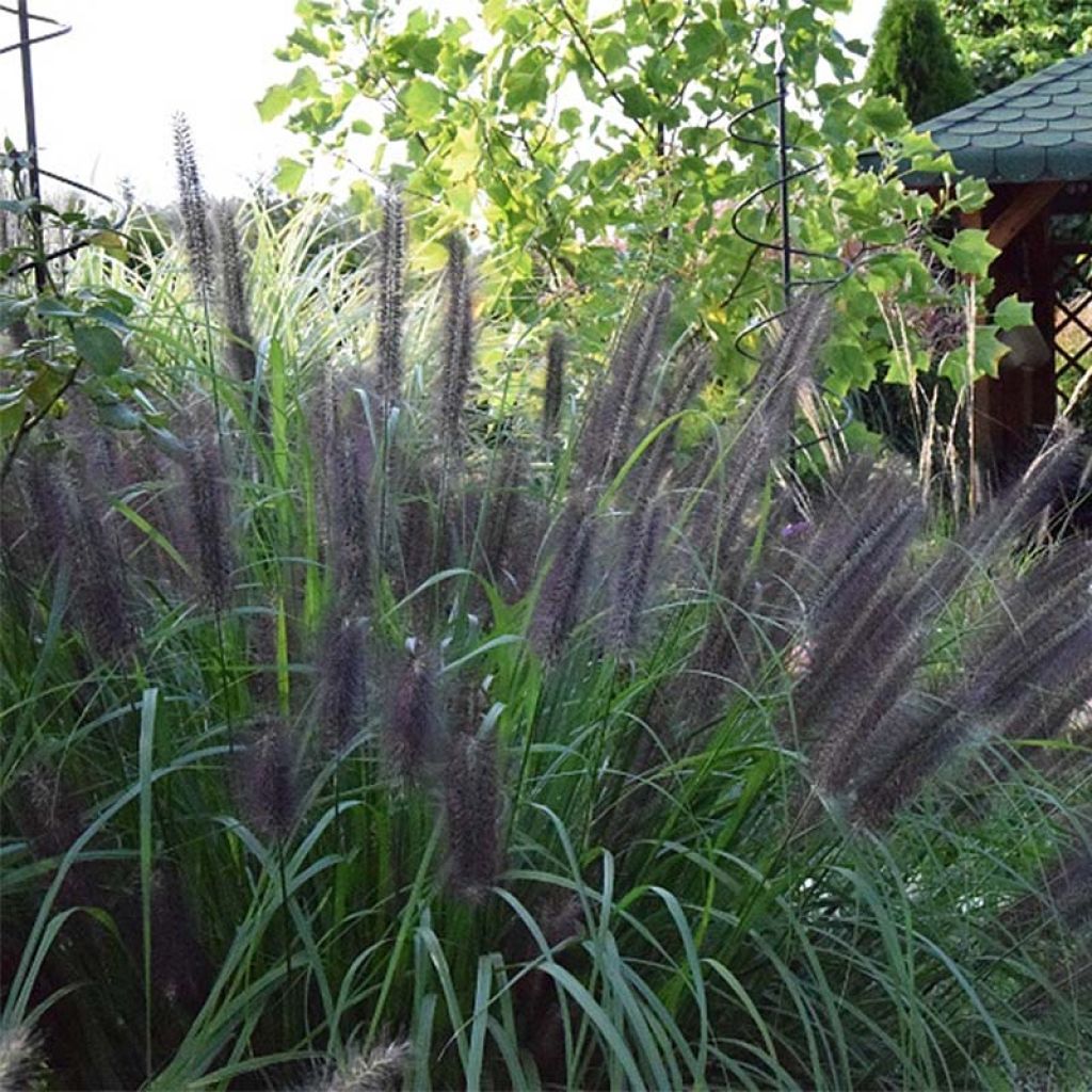 Pennisetum alopecuroïdes Black Beauty